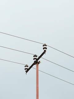 a pair of birds on a power line