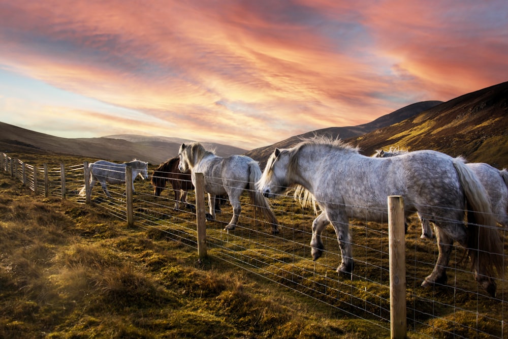 horses in a fenced pasture