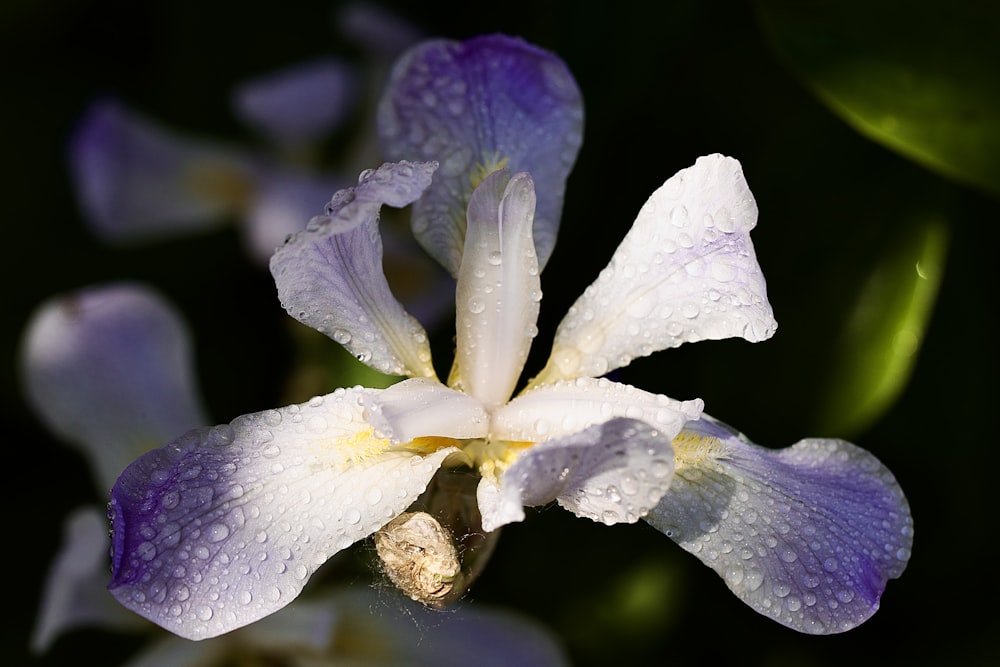 a close up of a flower