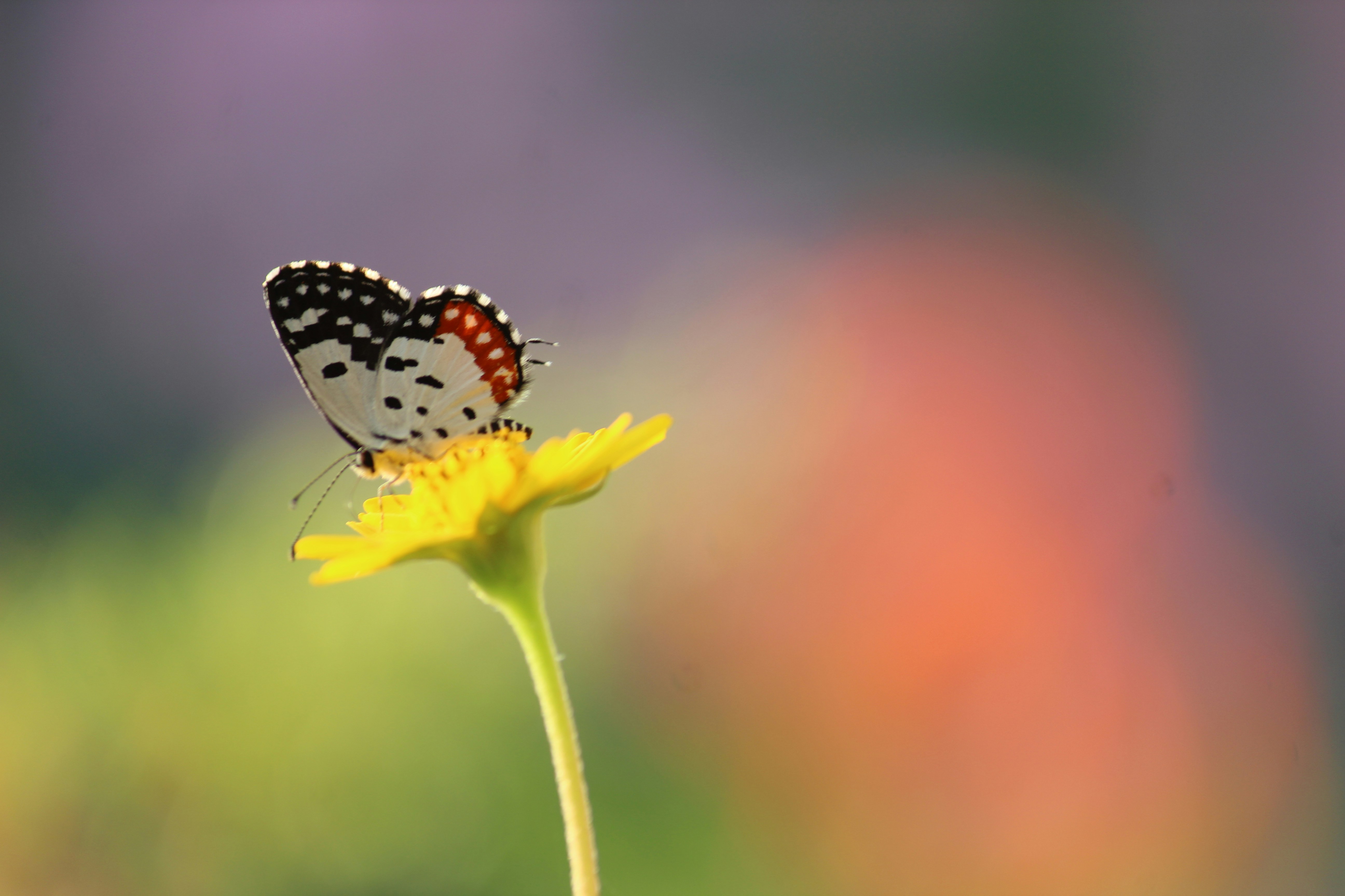Photo by srini2srinivas