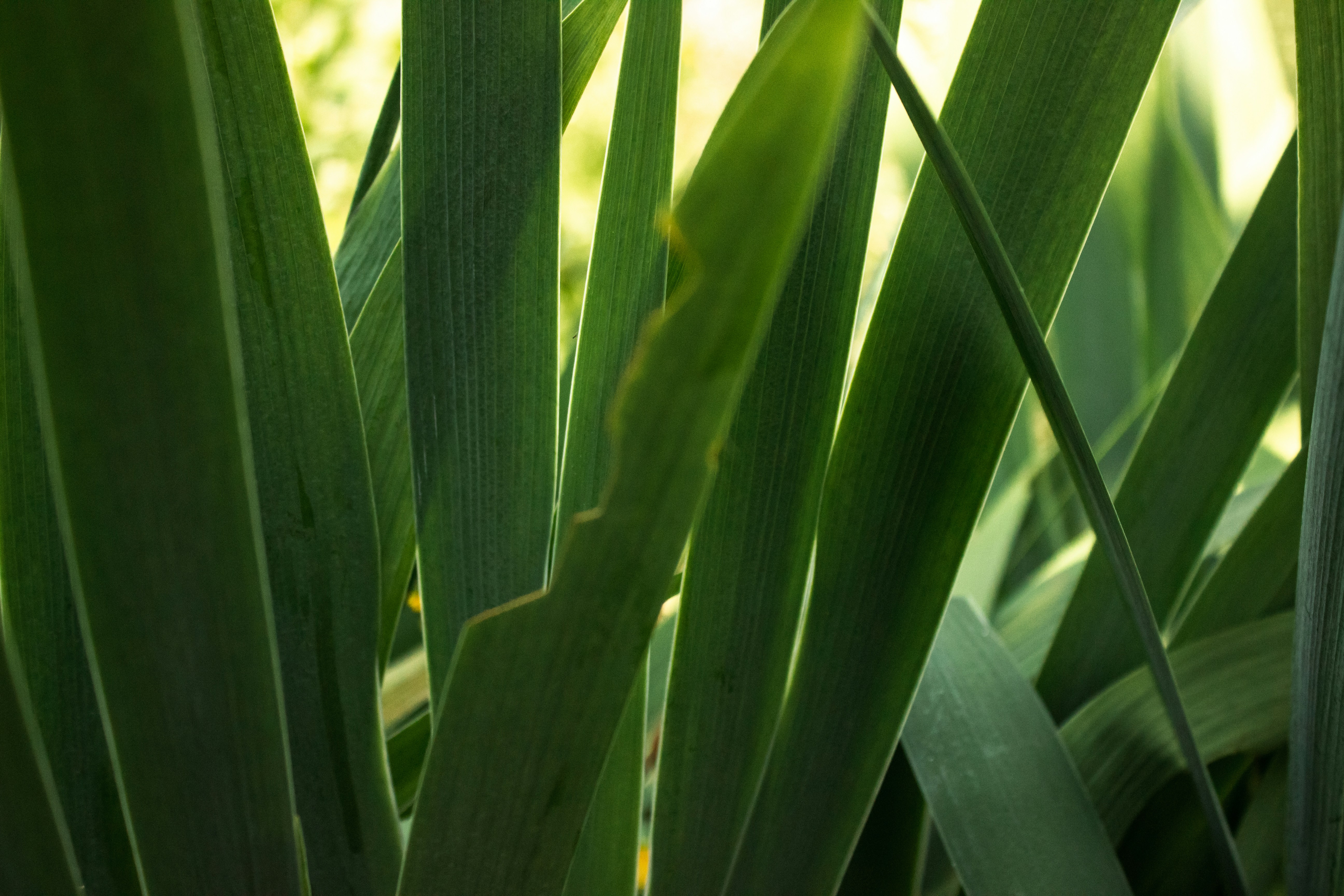 Photo by reanimatedmanx