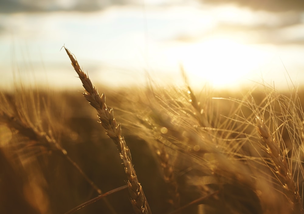 close up of wheat