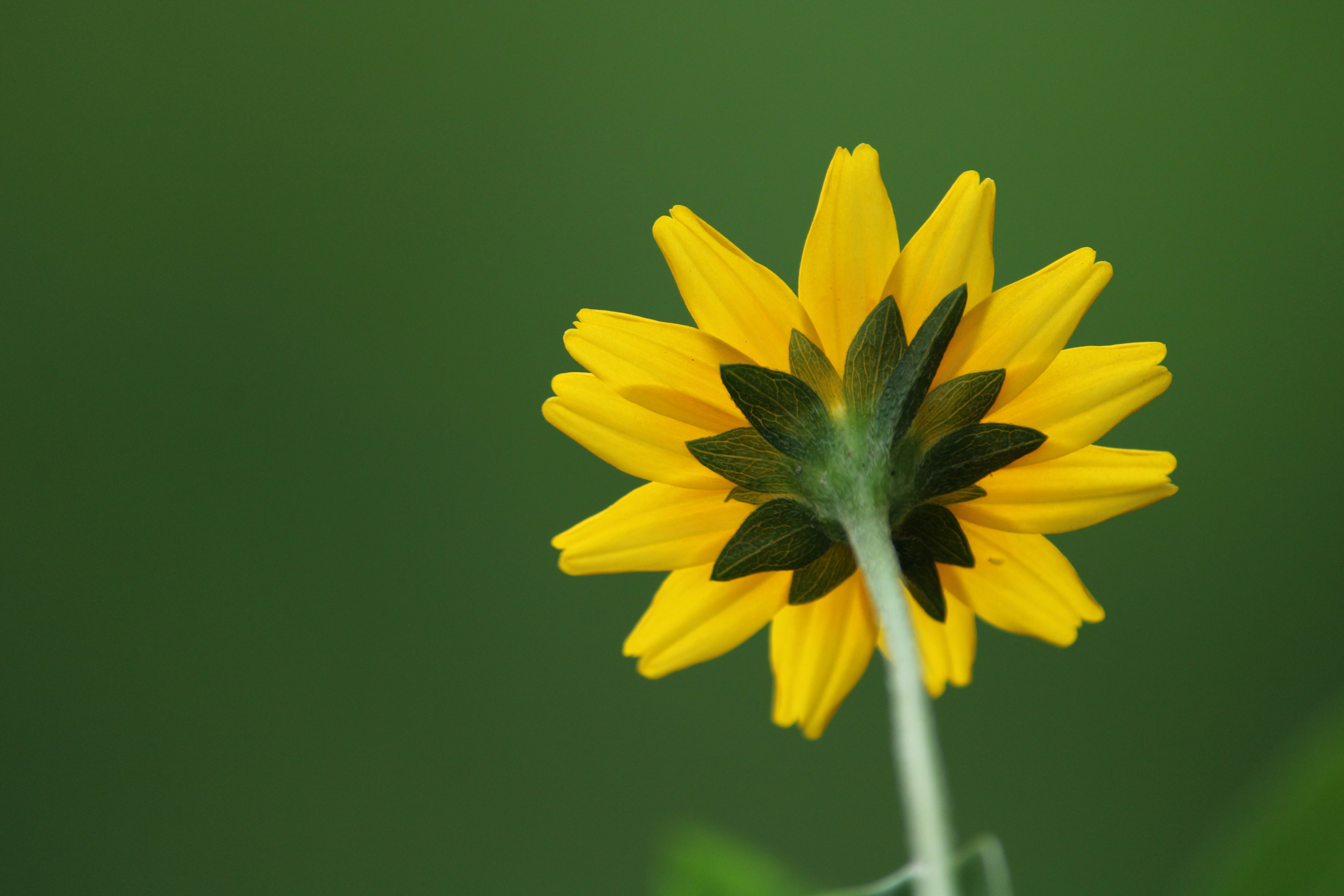 Photo by indianhobbyphotographer