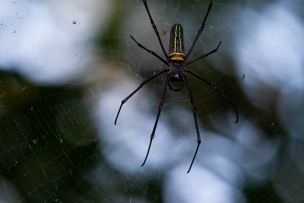 a spider on a leaf