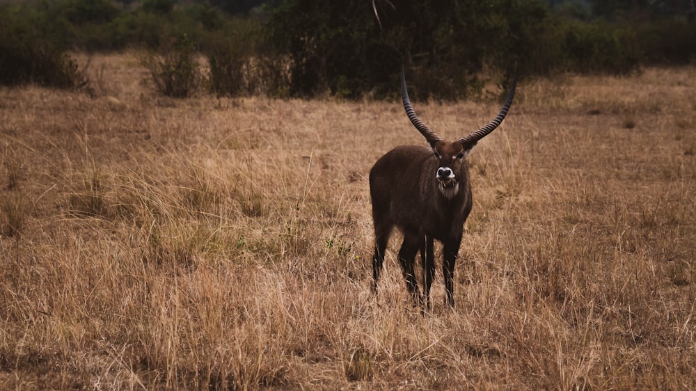 a horned animal in a field