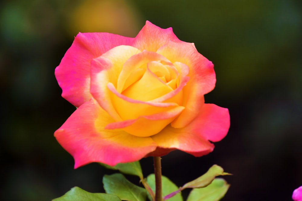 a pink rose with green leaves