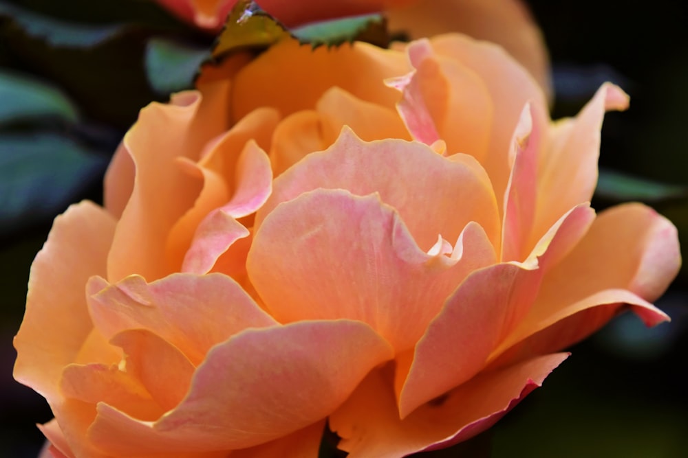 a close up of a flower