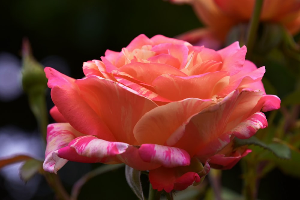 a close up of a pink rose