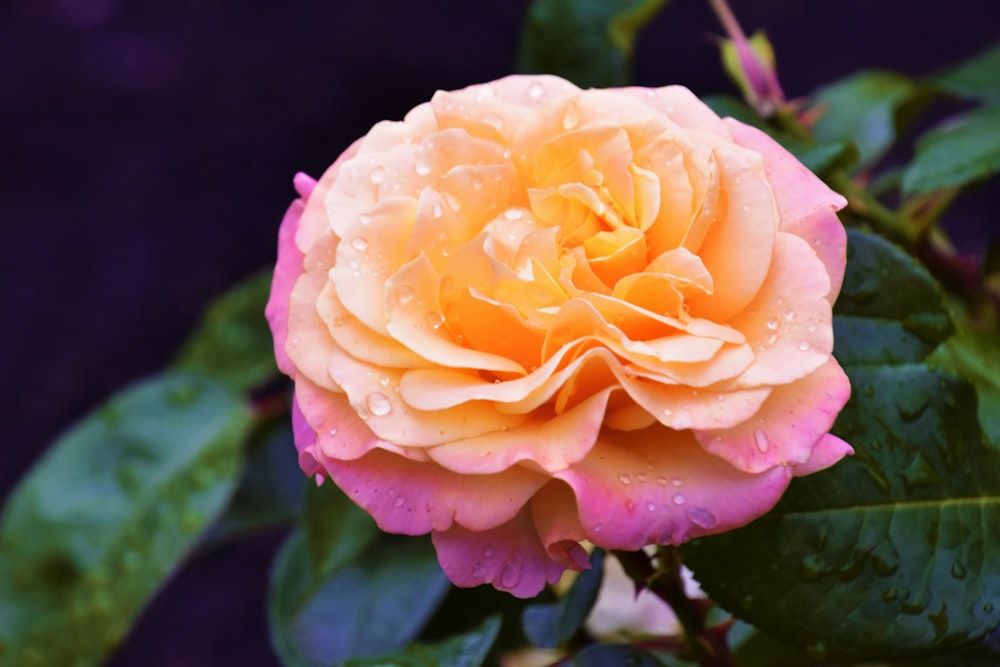 a pink flower with green leaves