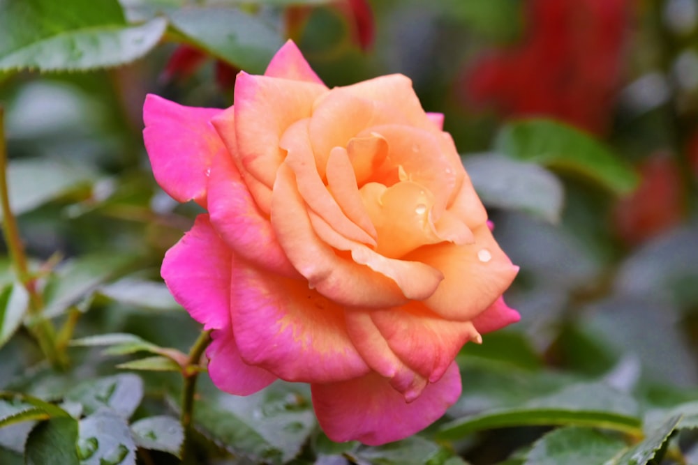 a pink rose with water droplets on it