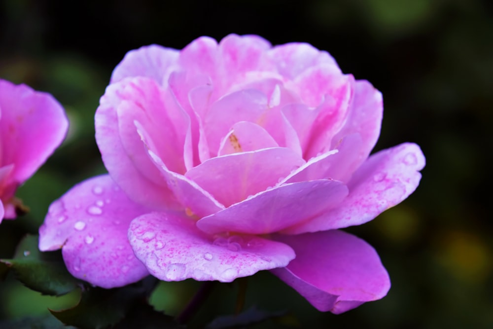 uma flor rosa com gotículas de água sobre ela