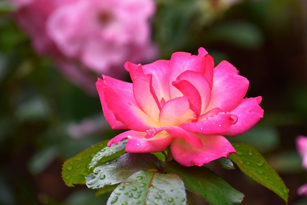 a pink flower with green leaves