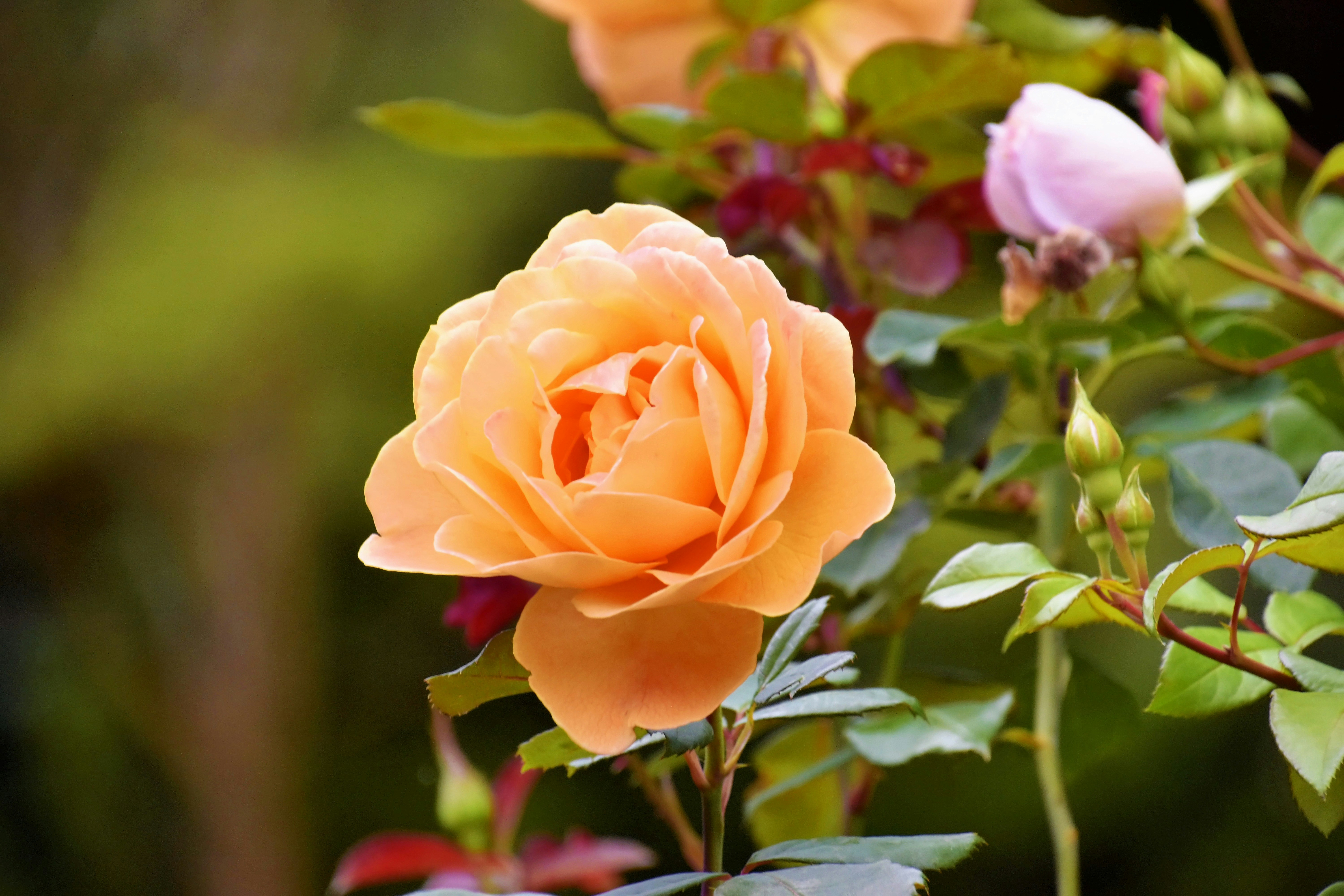 What It’s Like To Live In Sellwood–Moreland Today