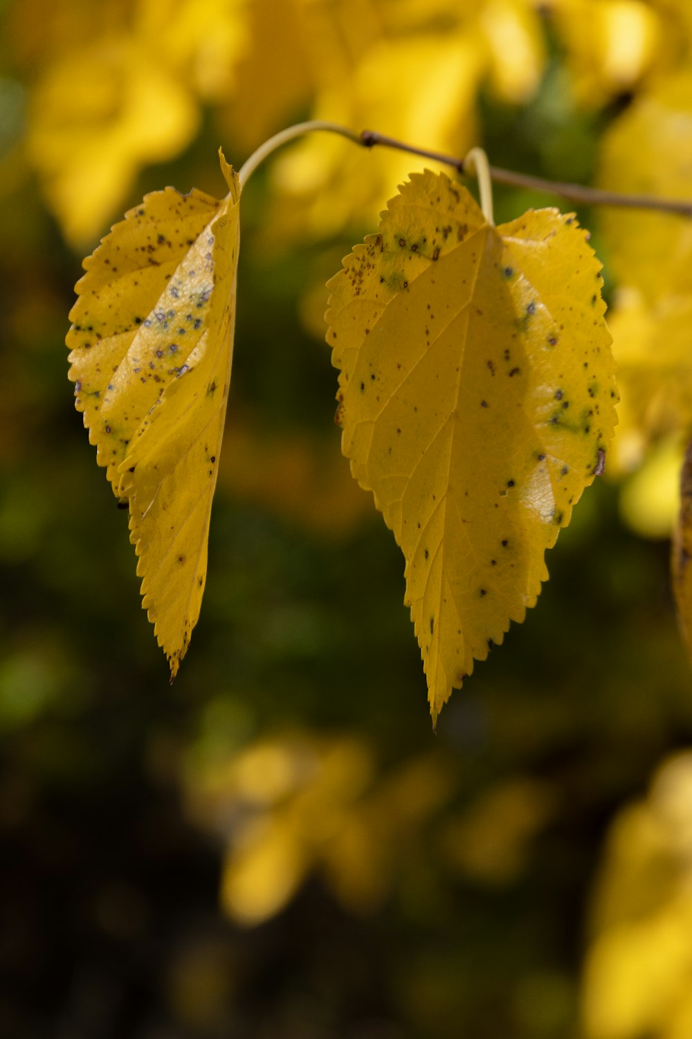 a group of yellow leaves