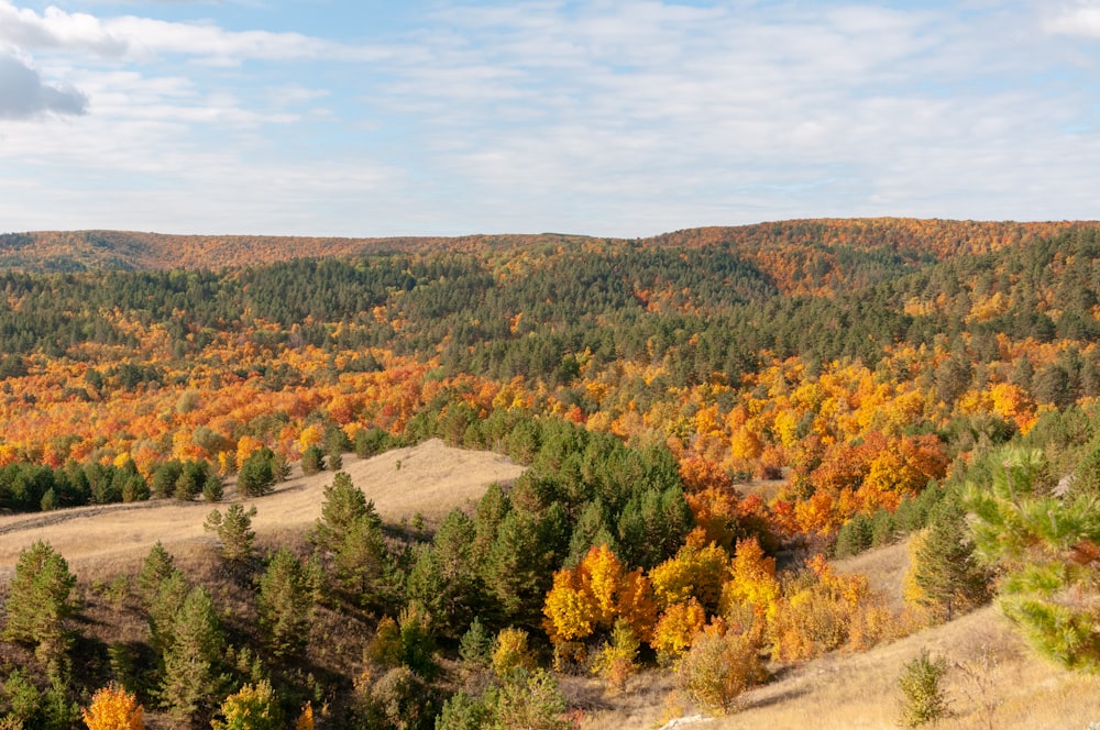 a landscape with trees and bushes