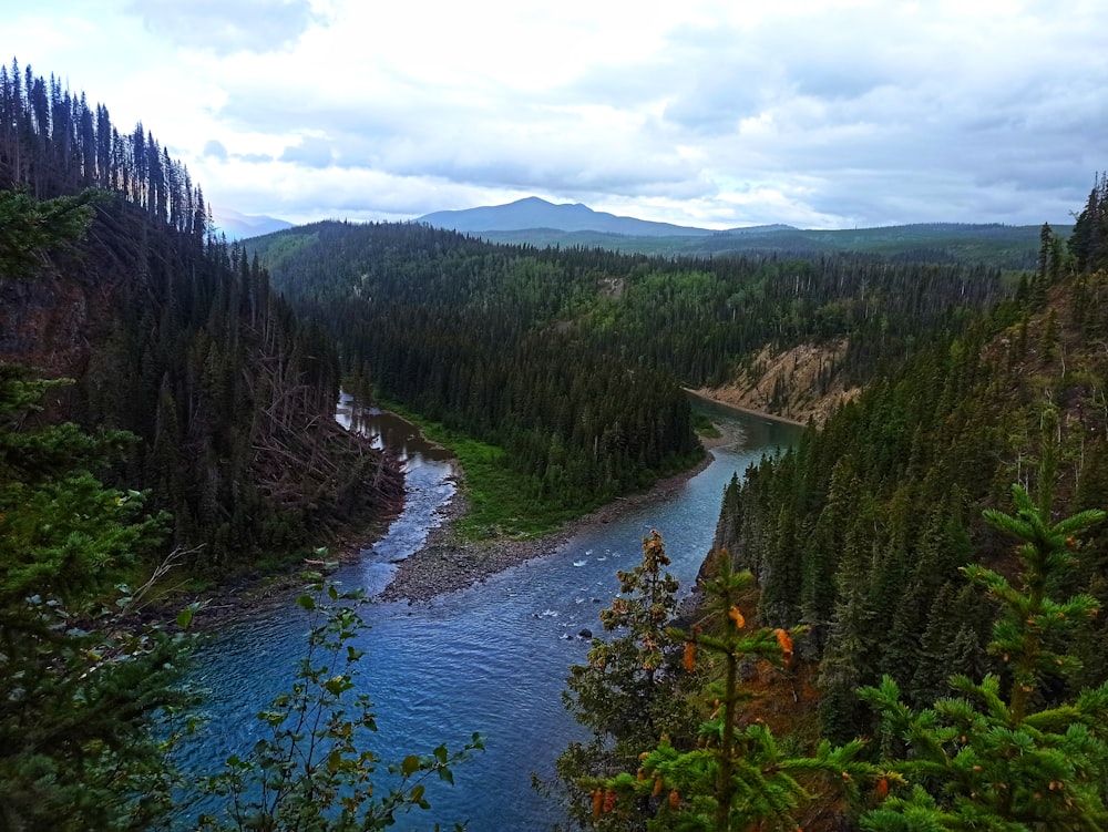 a river running through a forest