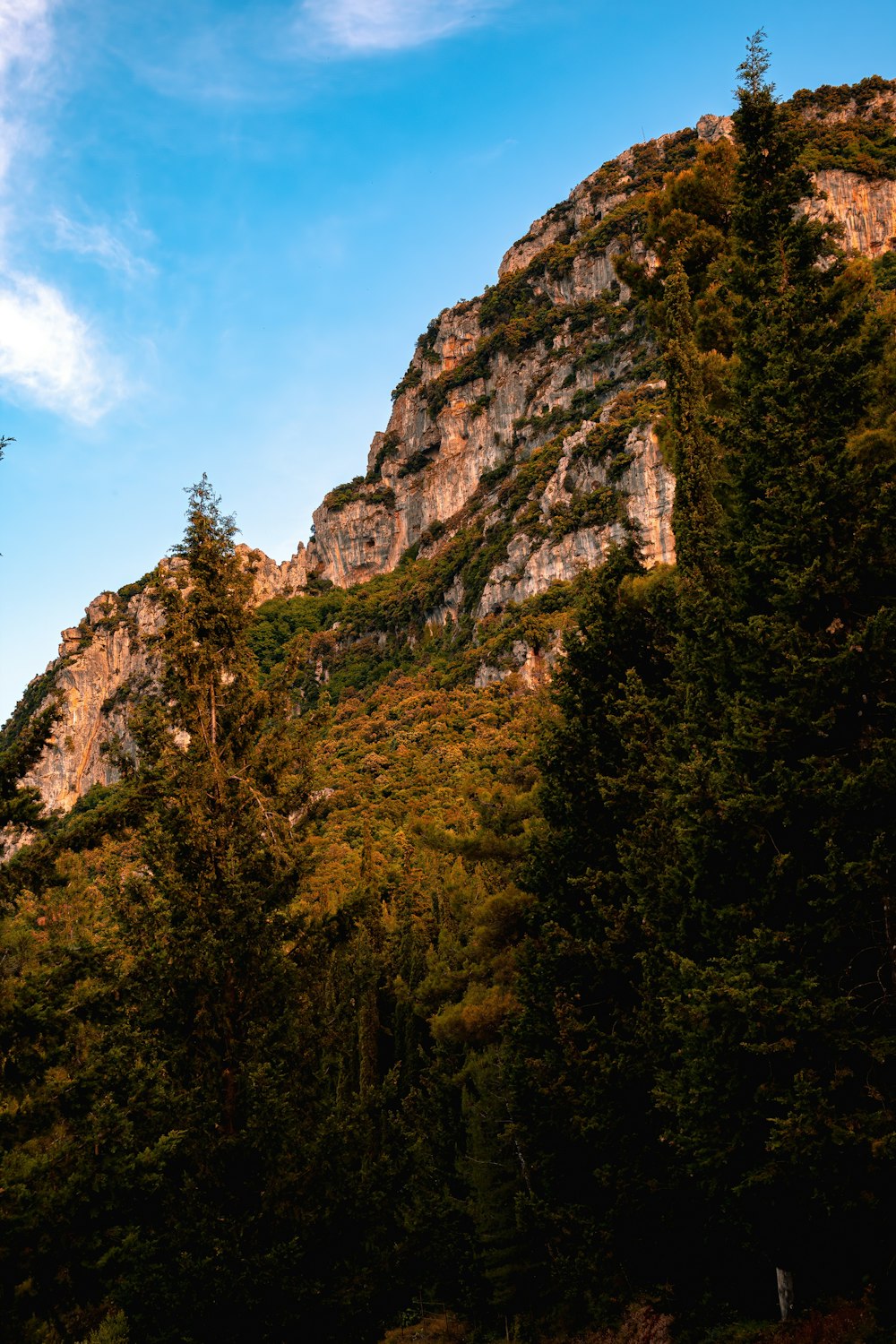 a rocky cliff with trees below