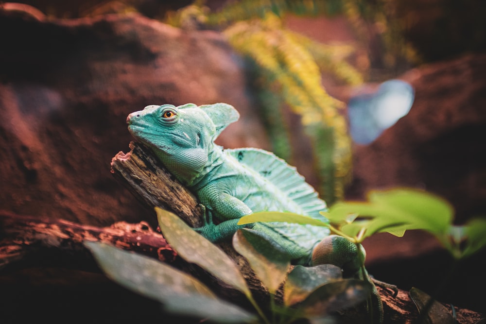 a green lizard on a branch