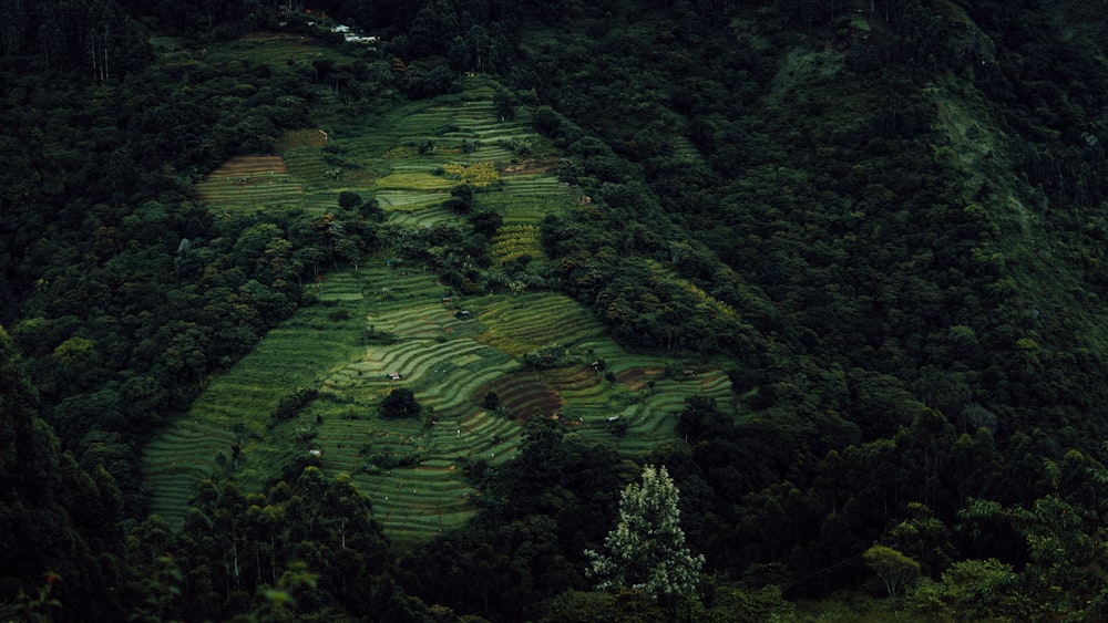 a green landscape with trees