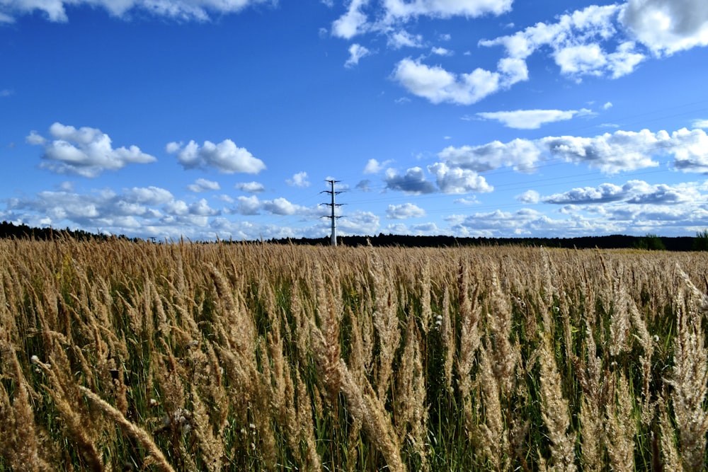 a field of crops