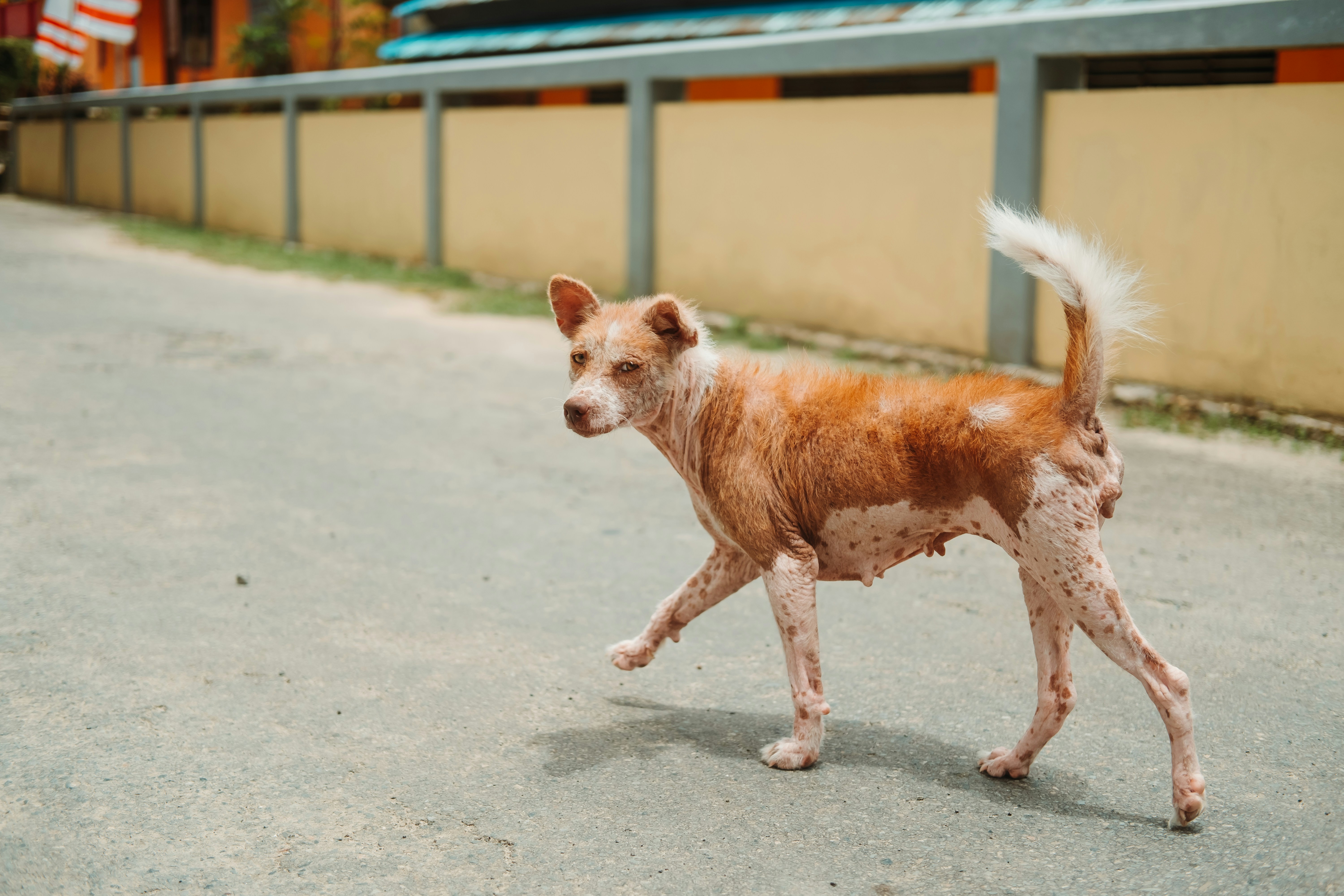 a dog walking on a road