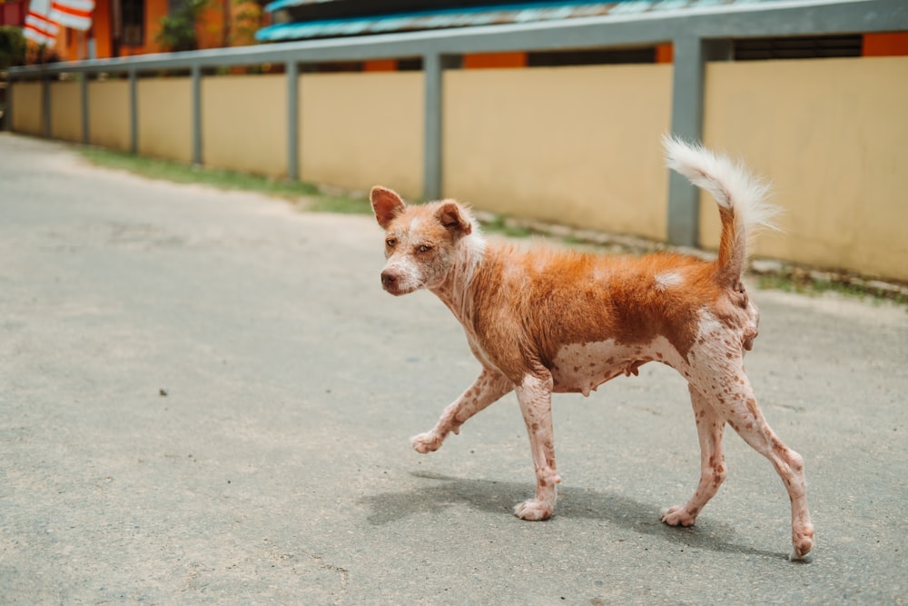 a dog walking on a road