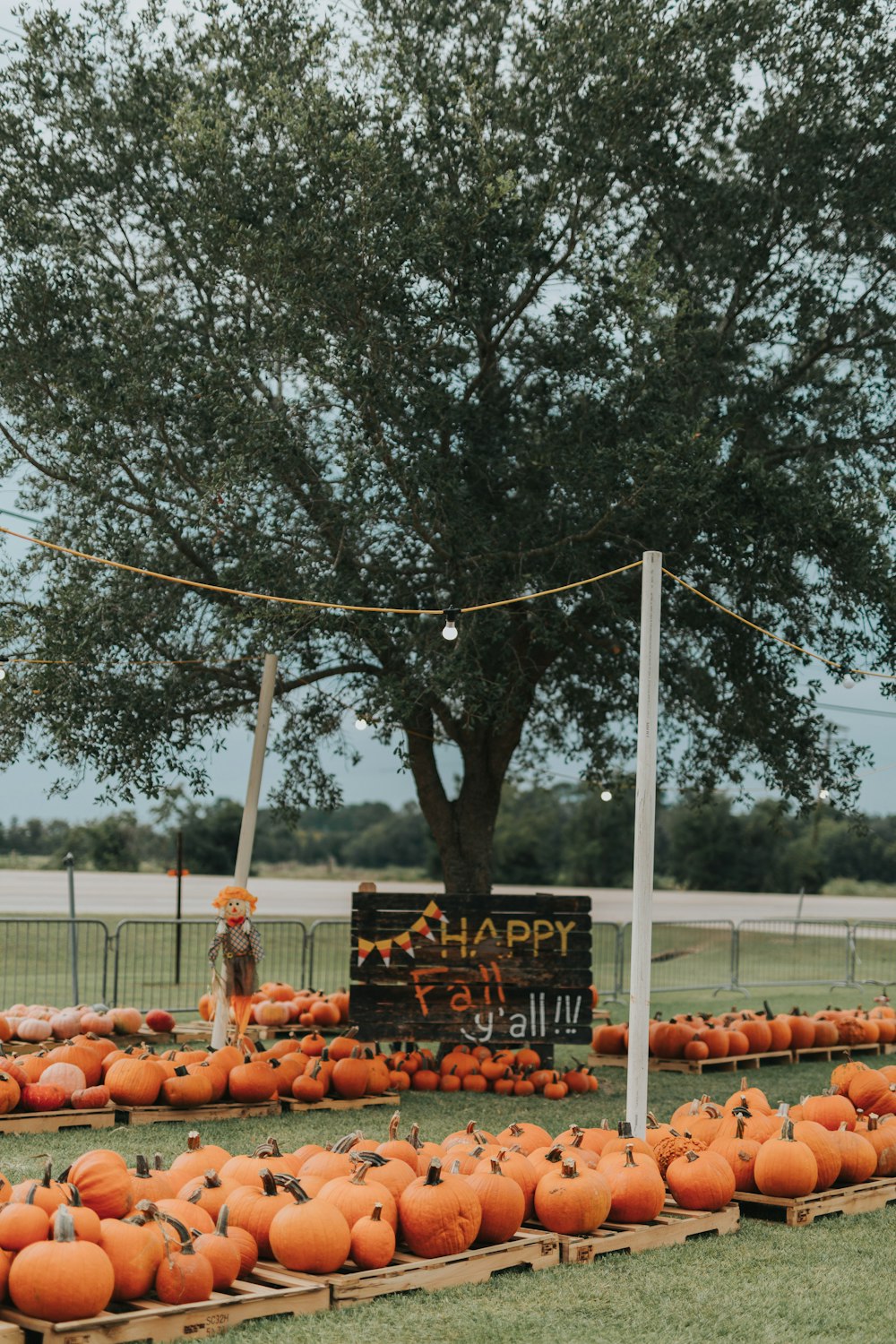 a pumpkin patch with a sign