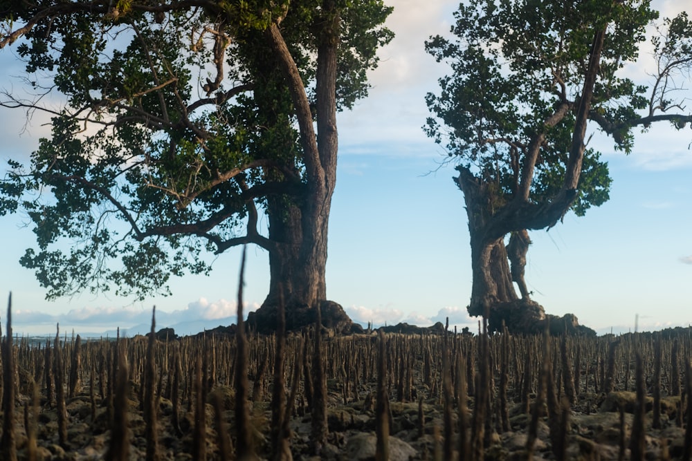 a fenced in field with trees