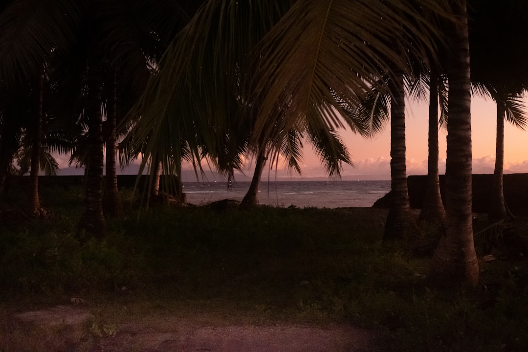 a beach with palm trees,