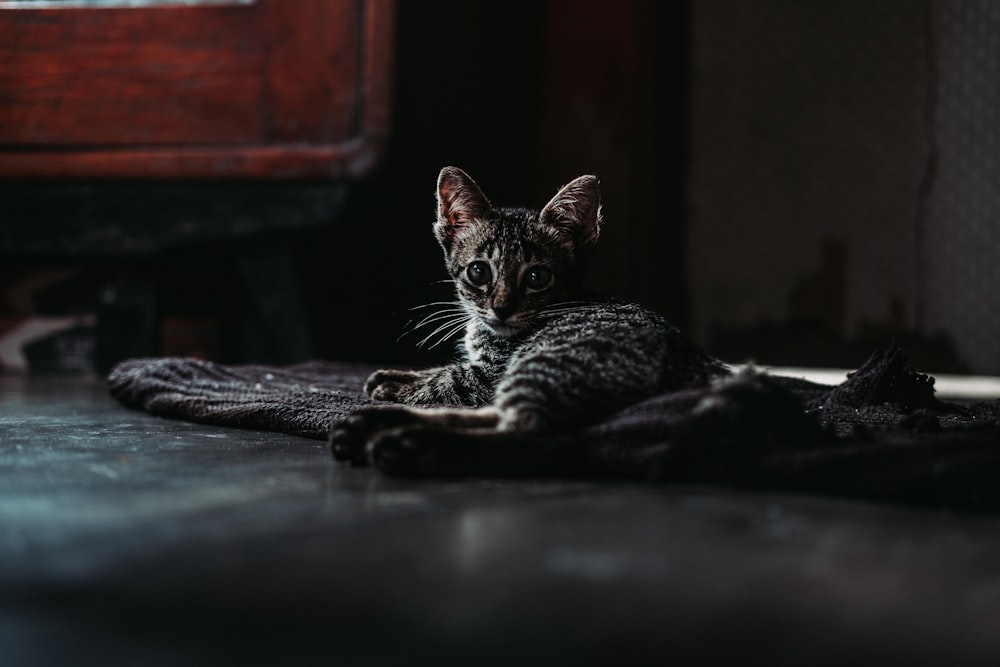 a cat lying on a bed