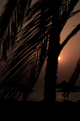 Sunset casting warm hues over the Atlantic Ocean, with silhouettes of palm trees in the foreground.