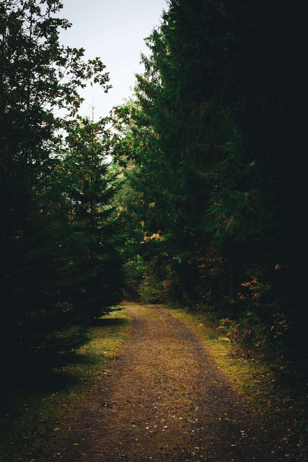 Un chemin à travers une forêt