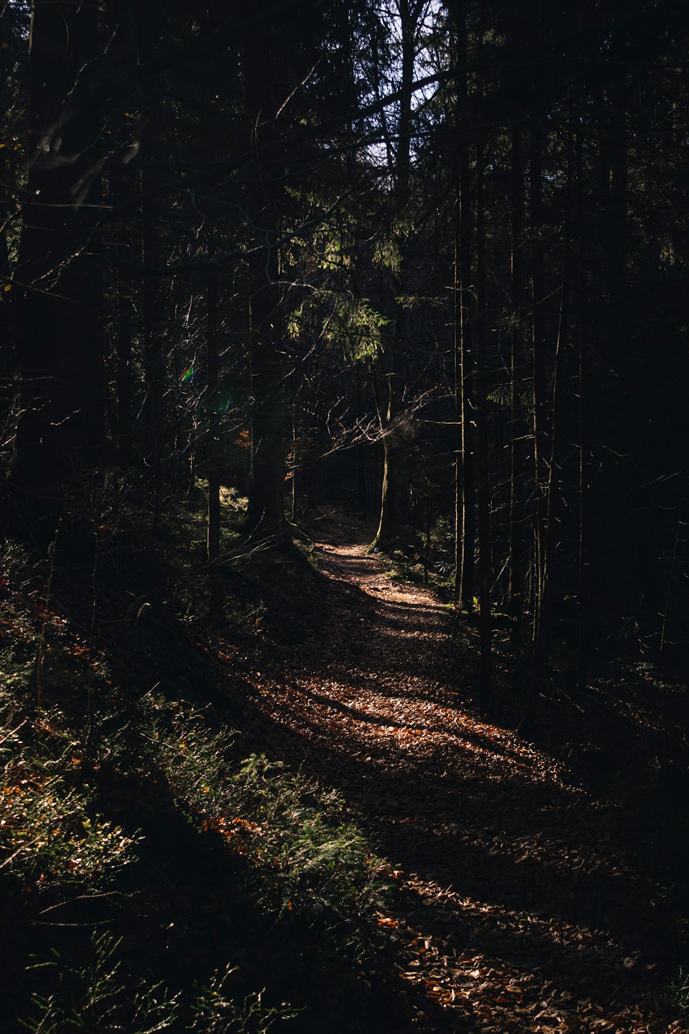 a path in the woods