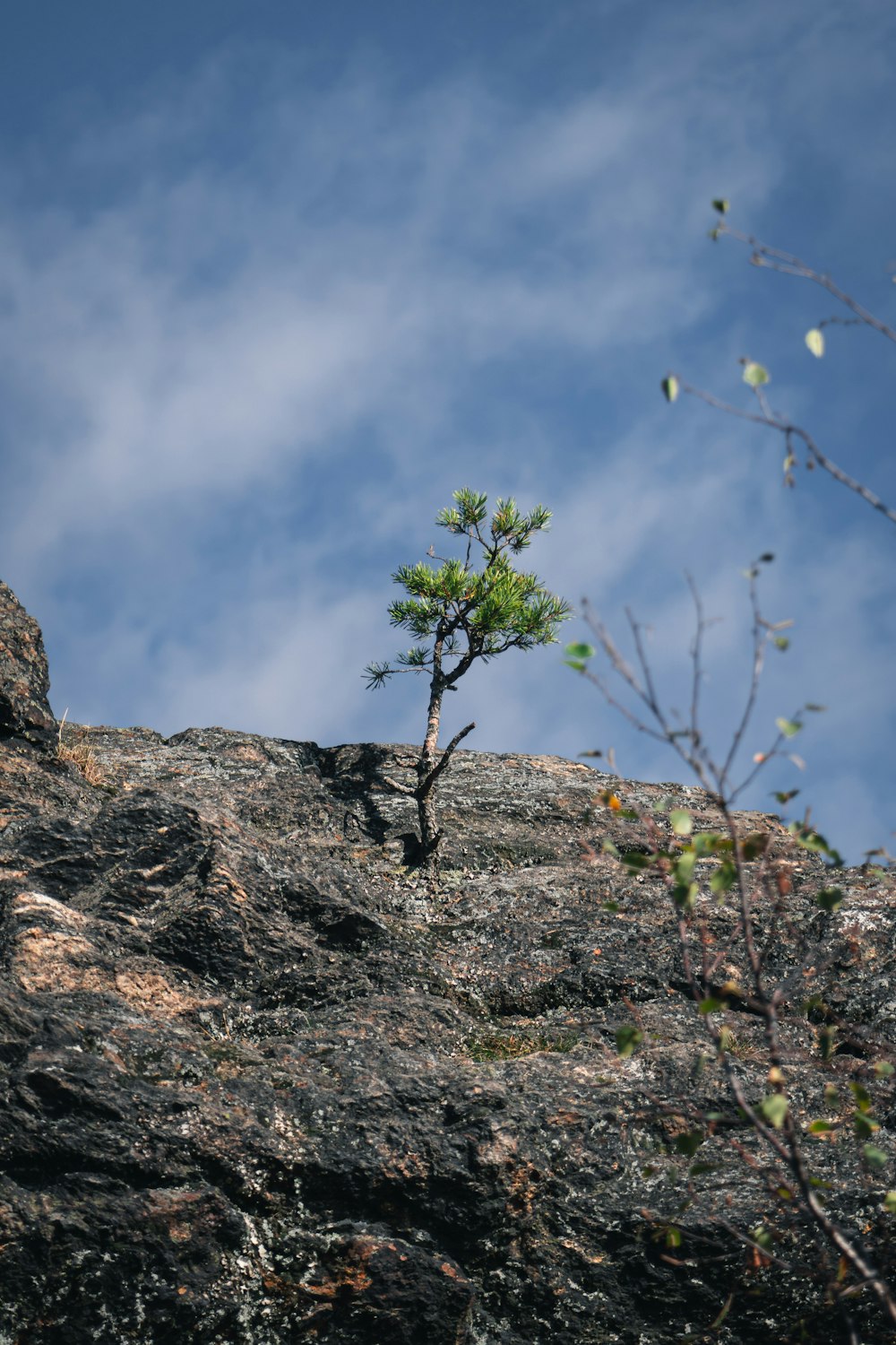 a tree on a rocky hill