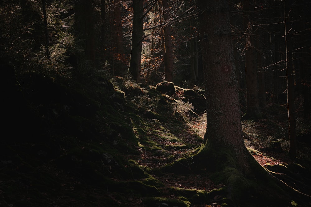 a forest with trees and a large tree