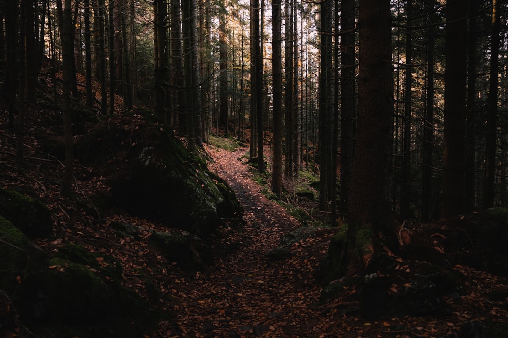 a trail in the woods