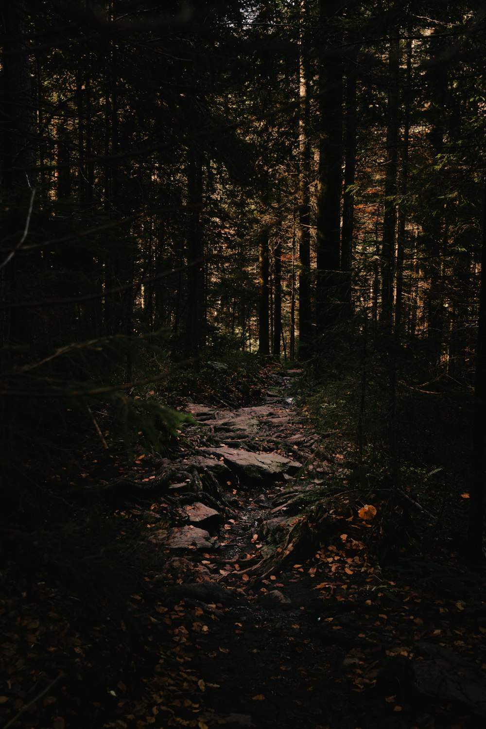 a path in the woods