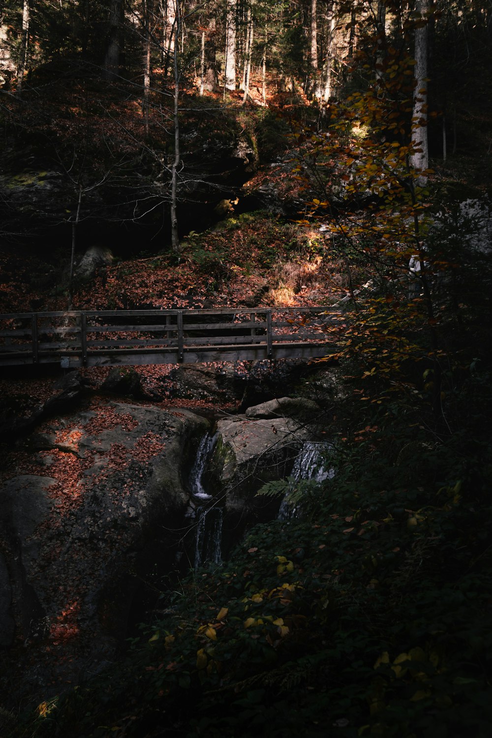 a bridge over a stream in a forest