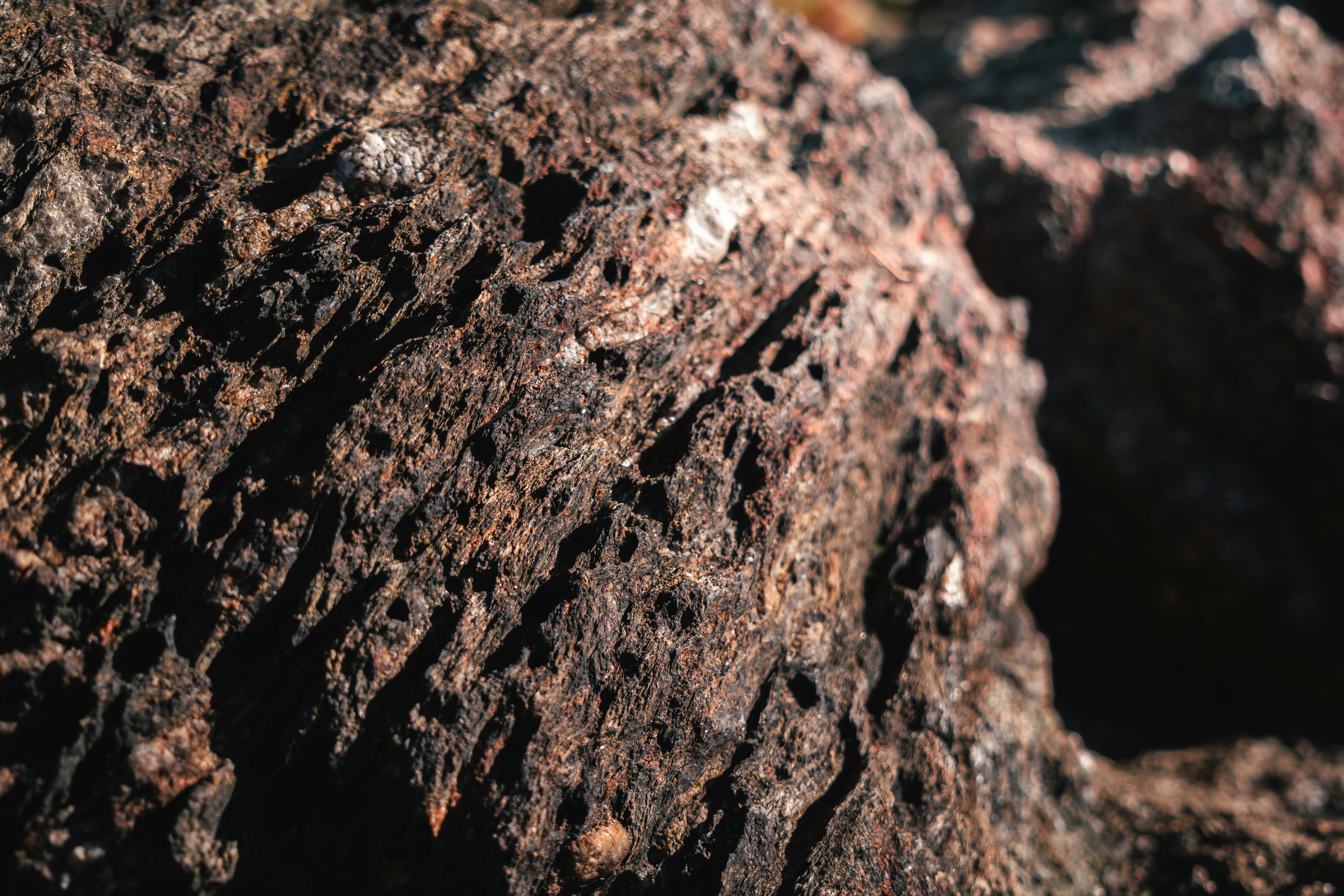 The Role Of Oxalate Management In Kidney Stone Prevention