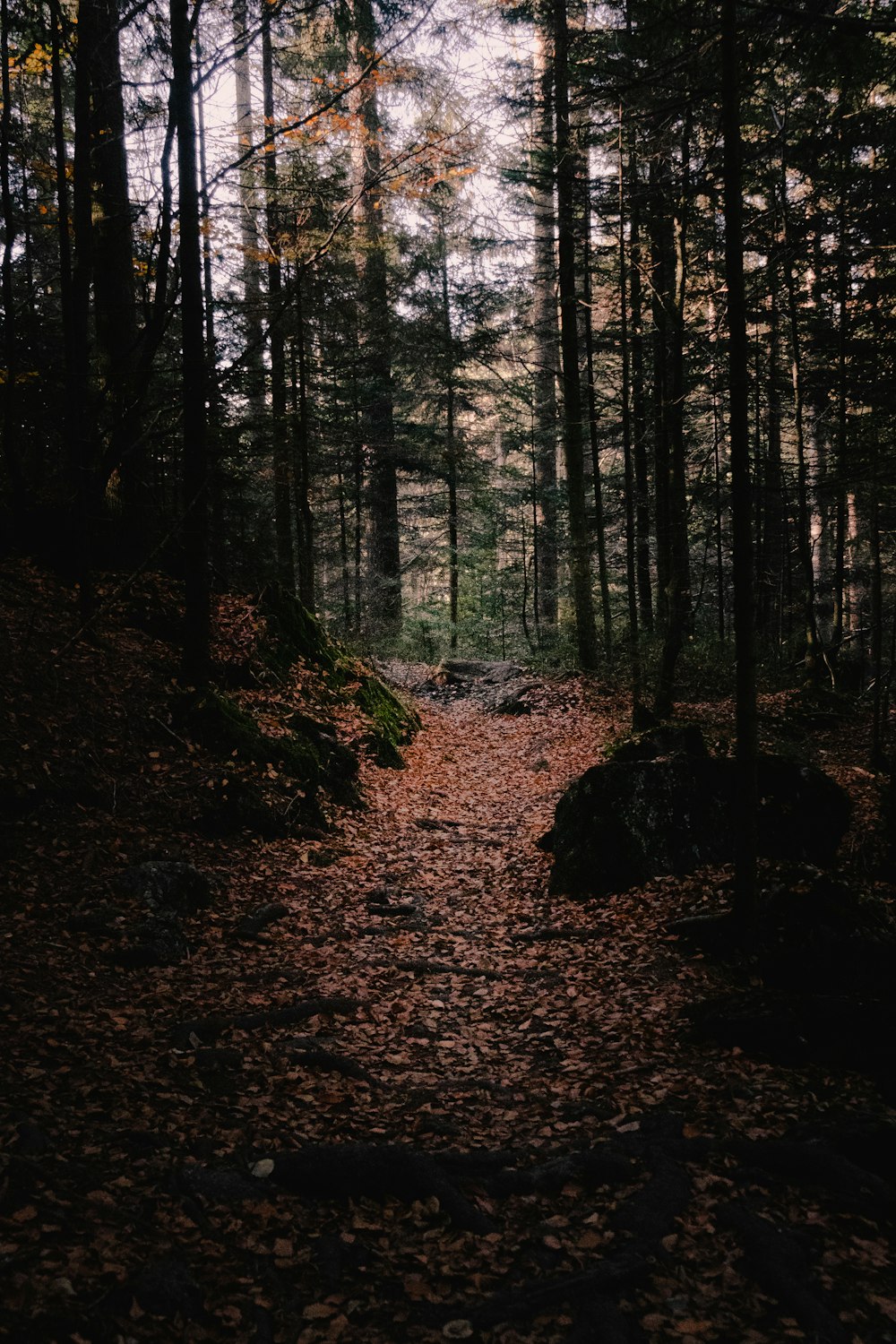 a path in the woods