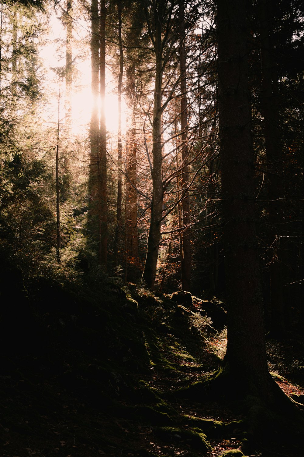 a forest with trees