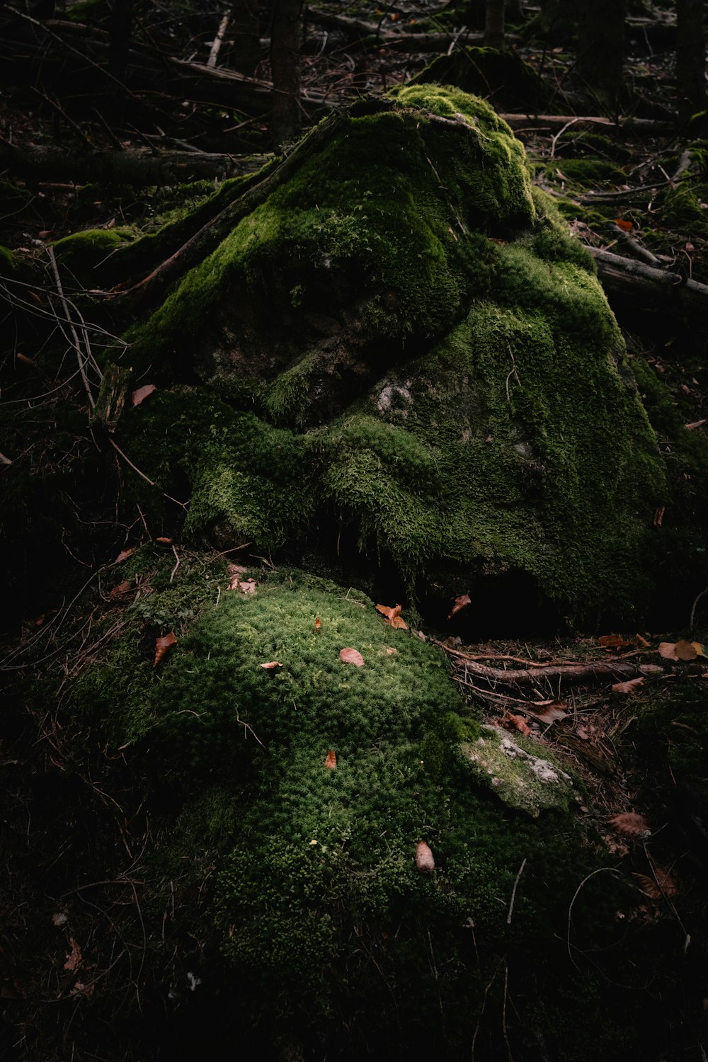 a mossy tree trunk in a forest