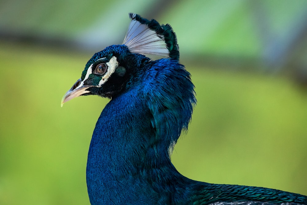 a close up of a bird