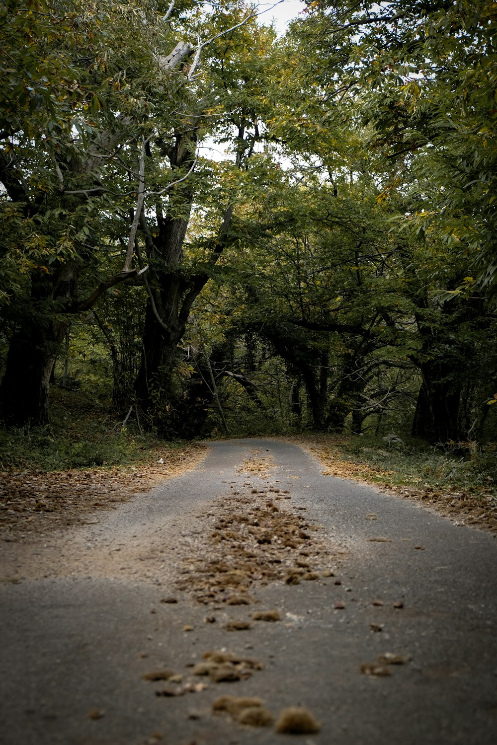 a dirt road with trees on either side of it