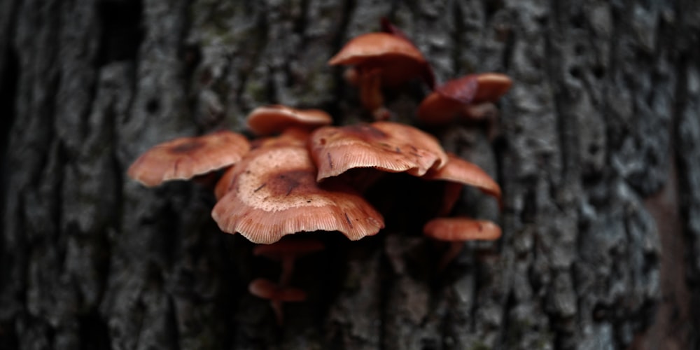 a group of red mushrooms