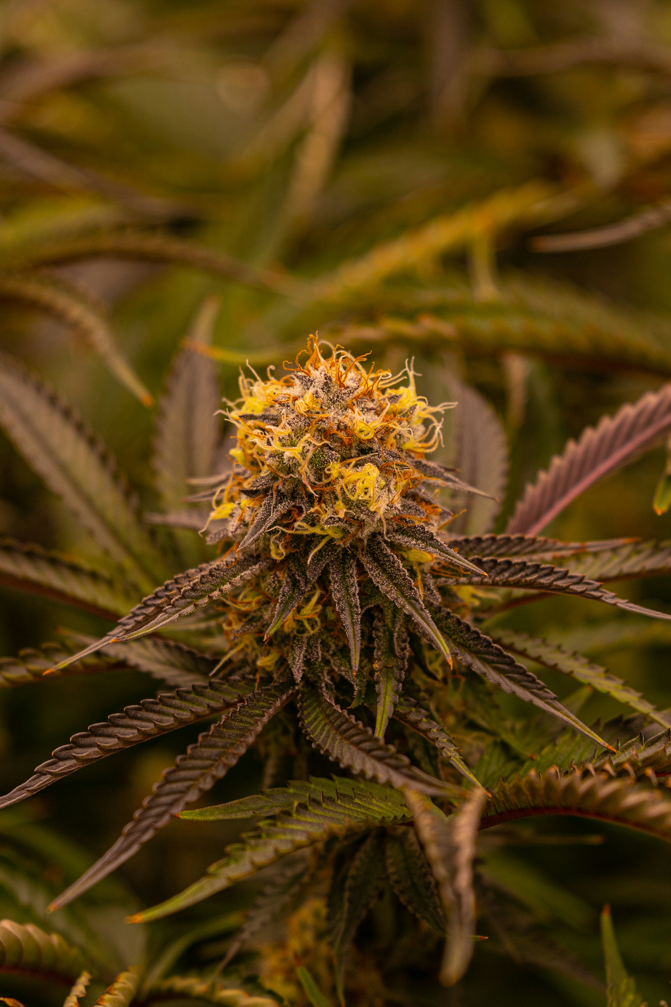 Photo by elojoboricua