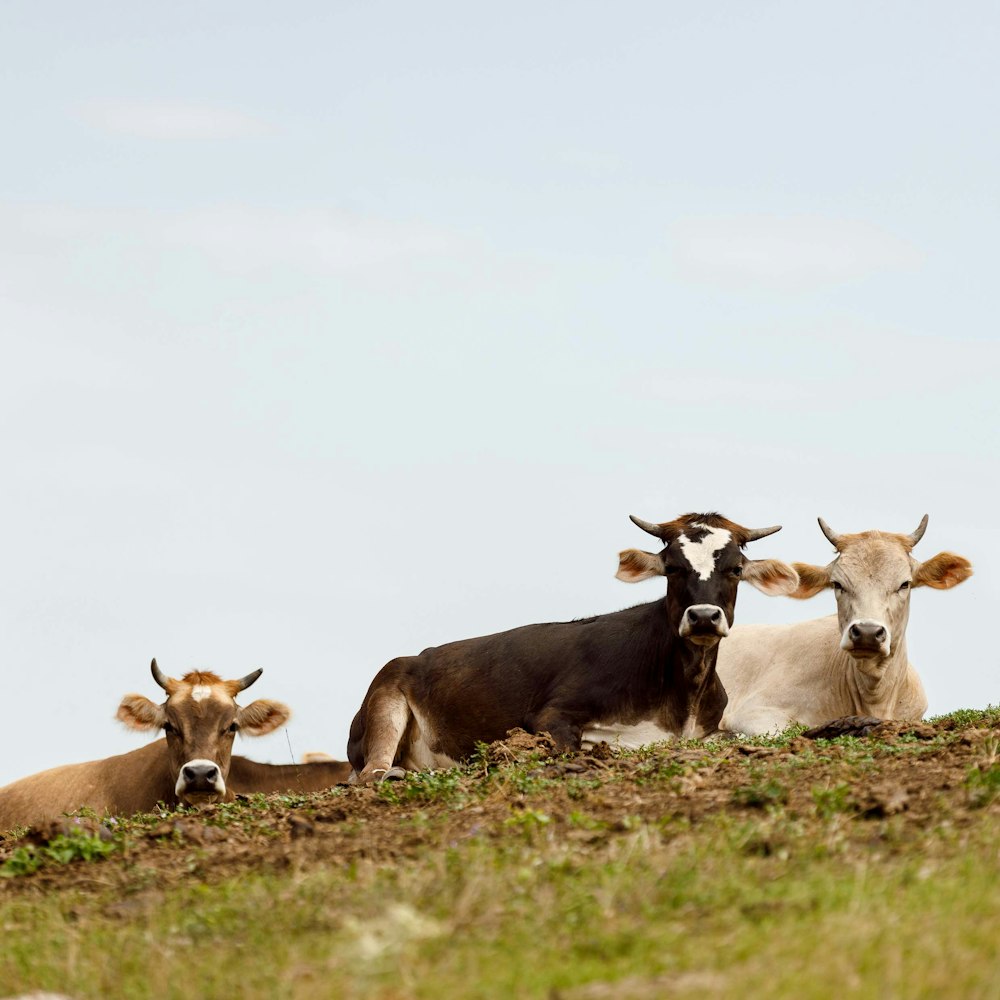 a group of cows sitting on a hill