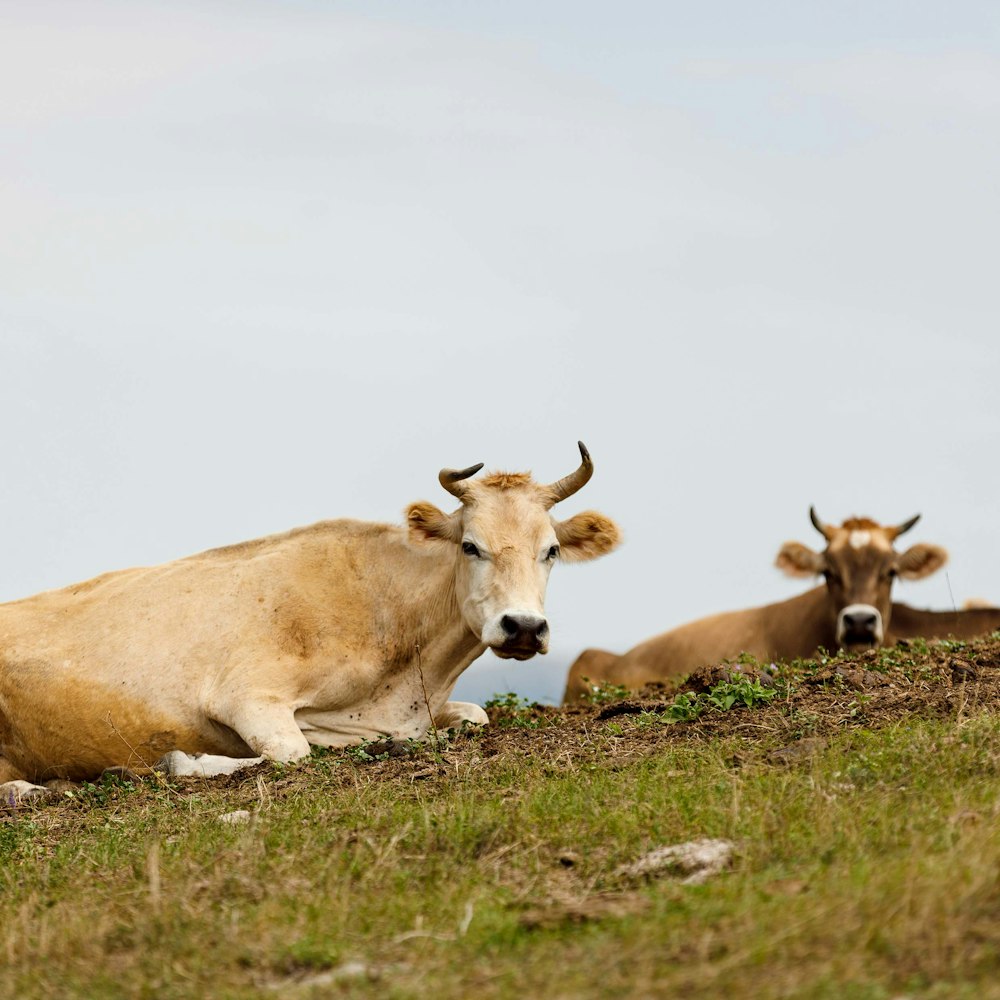 a group of cows lay in a grassy field