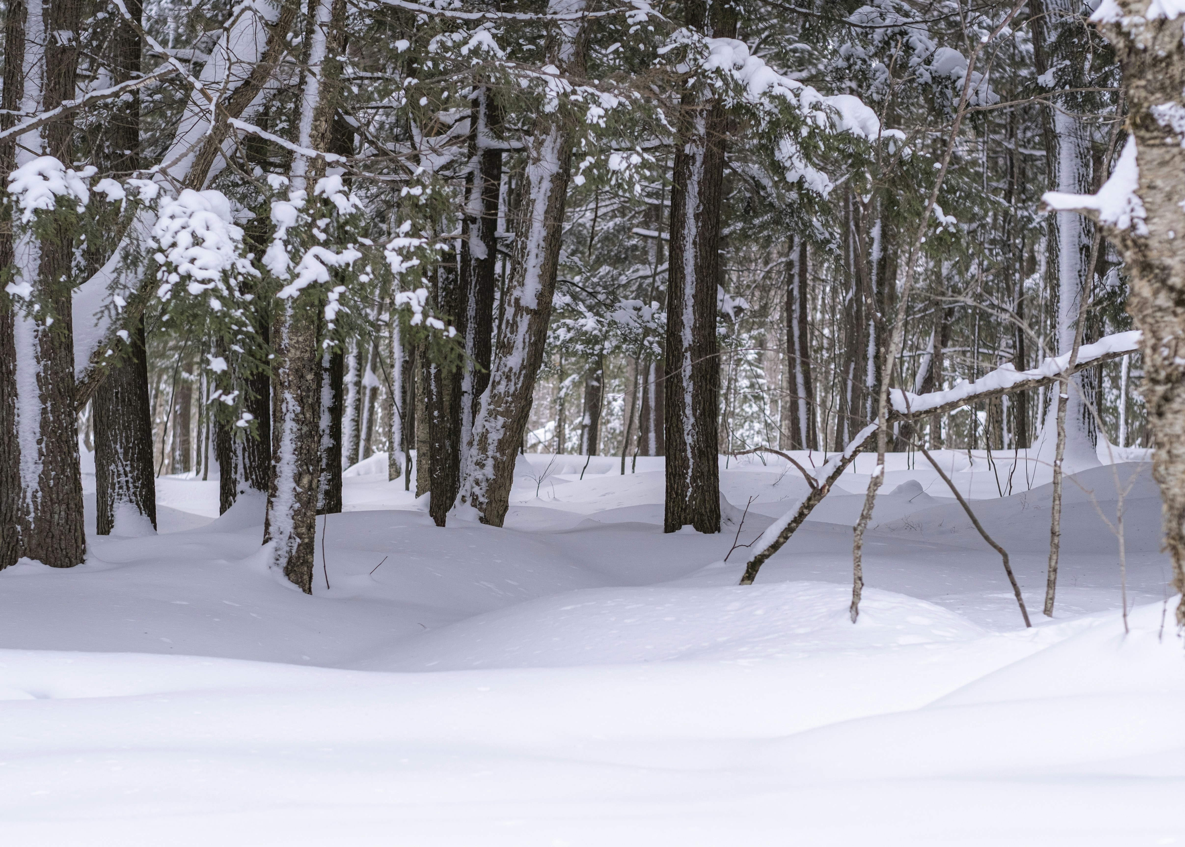 a snowy forest with trees, 