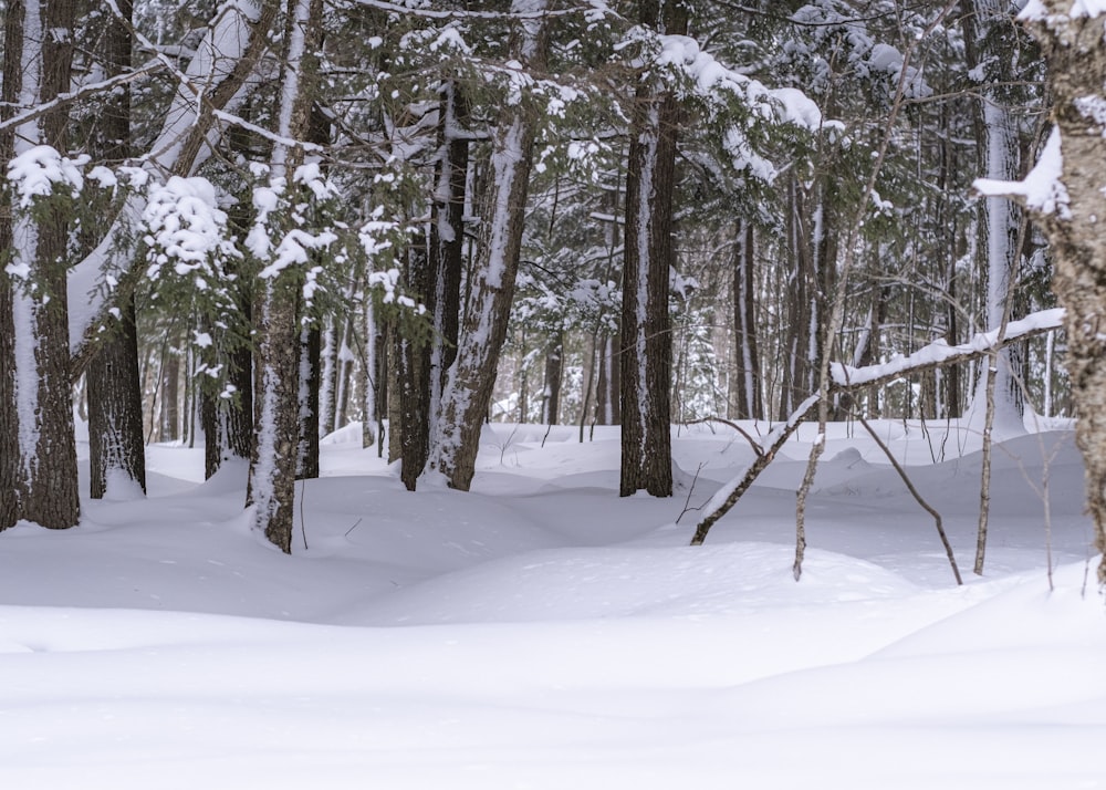 a snowy forest with trees